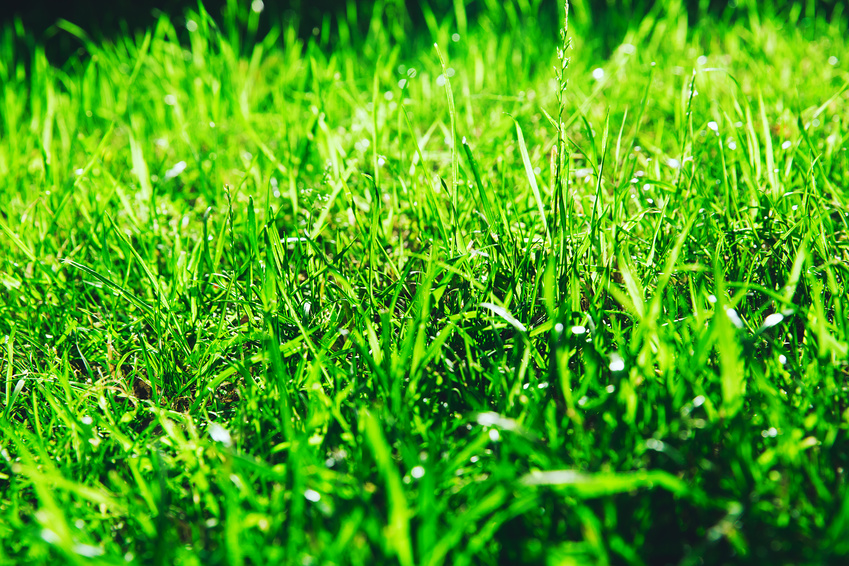 Healthy Lawn Tips